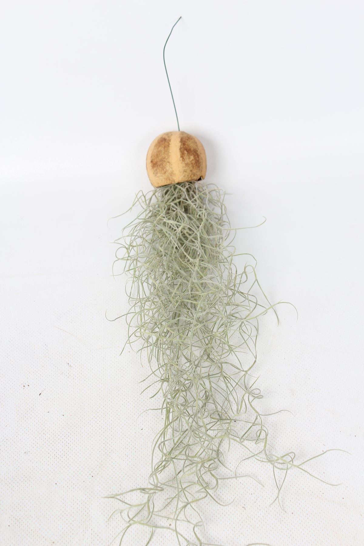 Tillandsia usneoides 999cm Pot