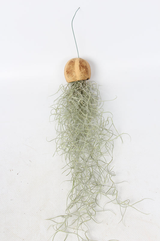 Tillandsia usneoides 999cm Pot