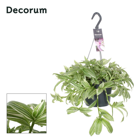 tradescantia-ivory-hill-in-hanging-basket-35cm-17cm-pot