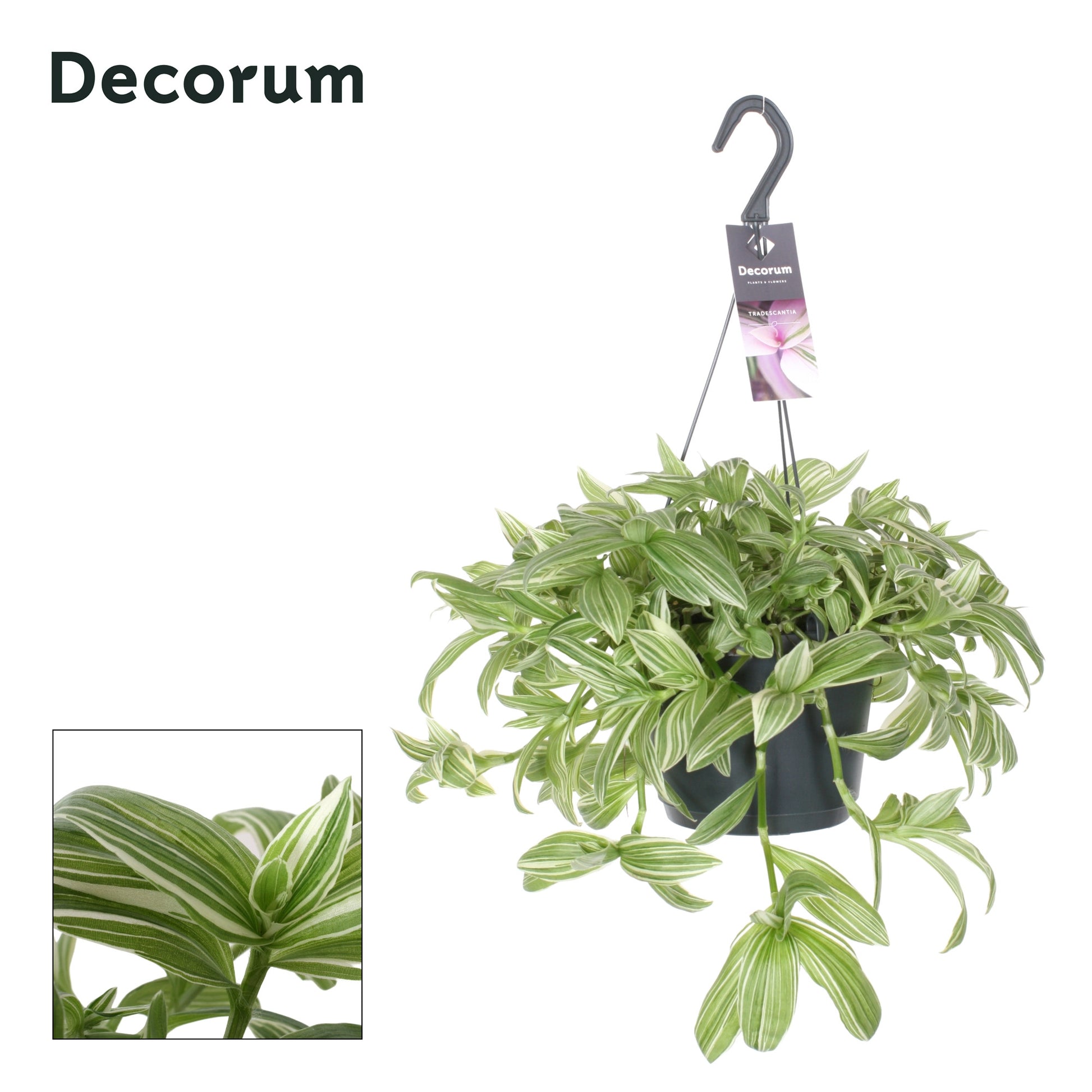 Hillplant BV Tradescantia Ivory Hill in hanging basket Pack of 4