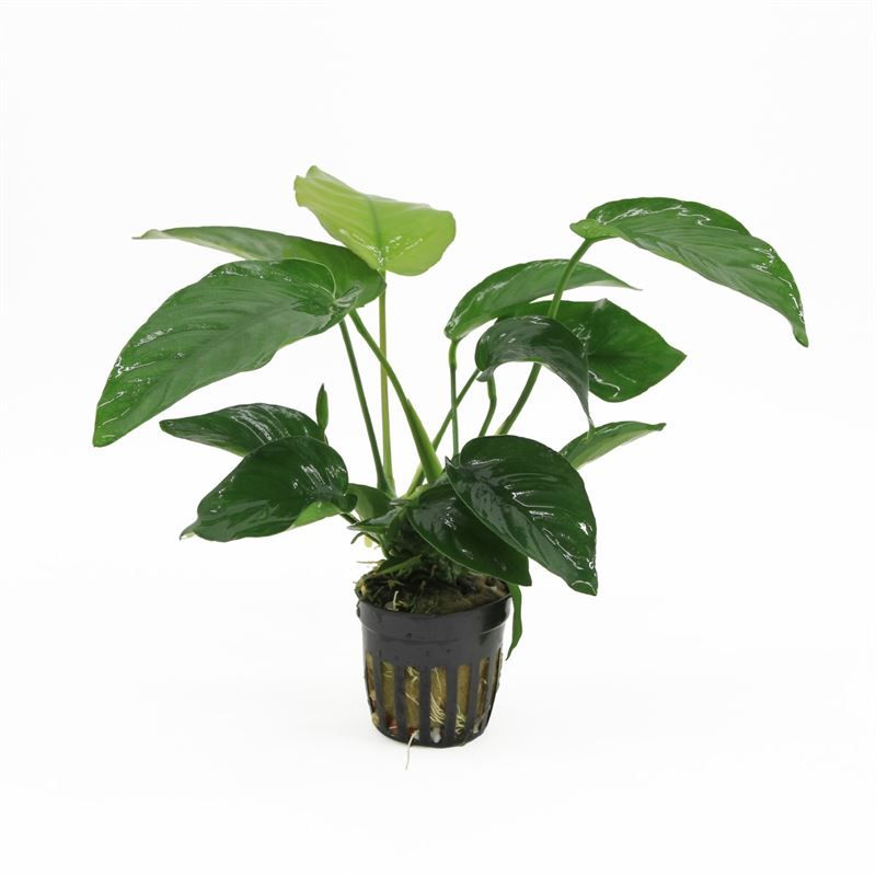 Anubias barteri 10cm 5cm Pot