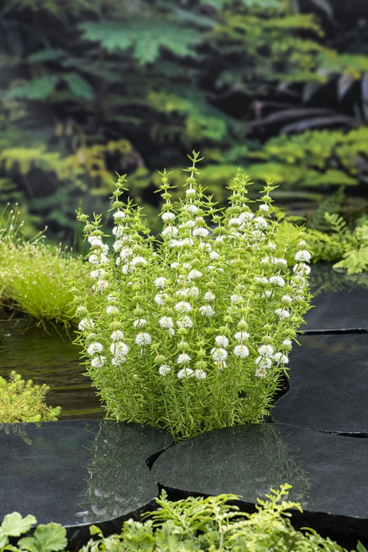 Waterplkw R. Moerings Mentha cervina Alba Pack of 6