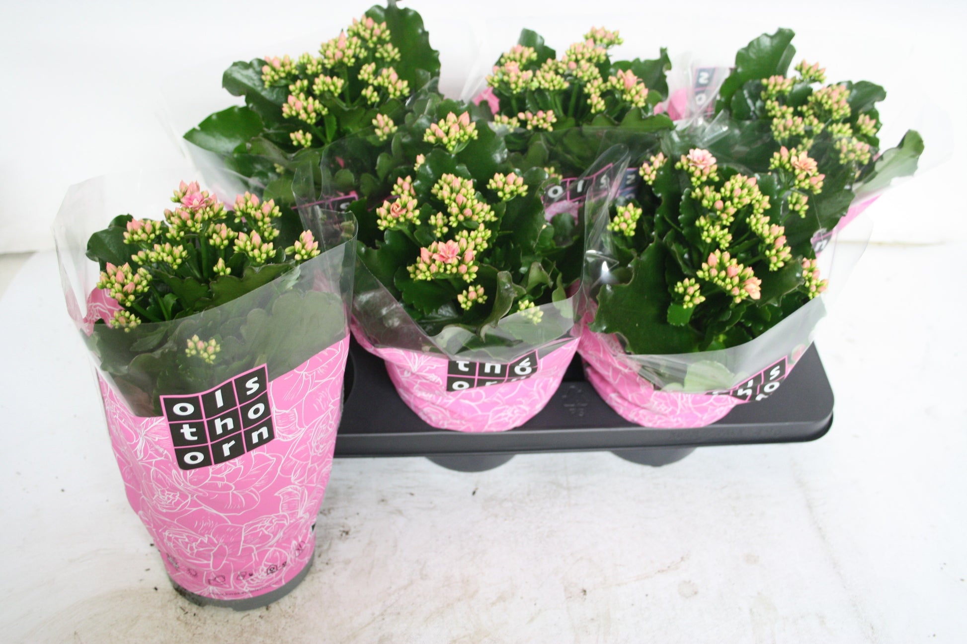 Kalanchoe Perfecta Bicolor 30cm 15cm Pot