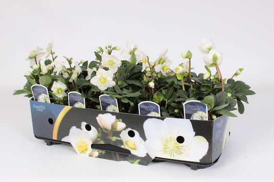 Helleborus niger Christmas Carol 22cm 12cm Pot