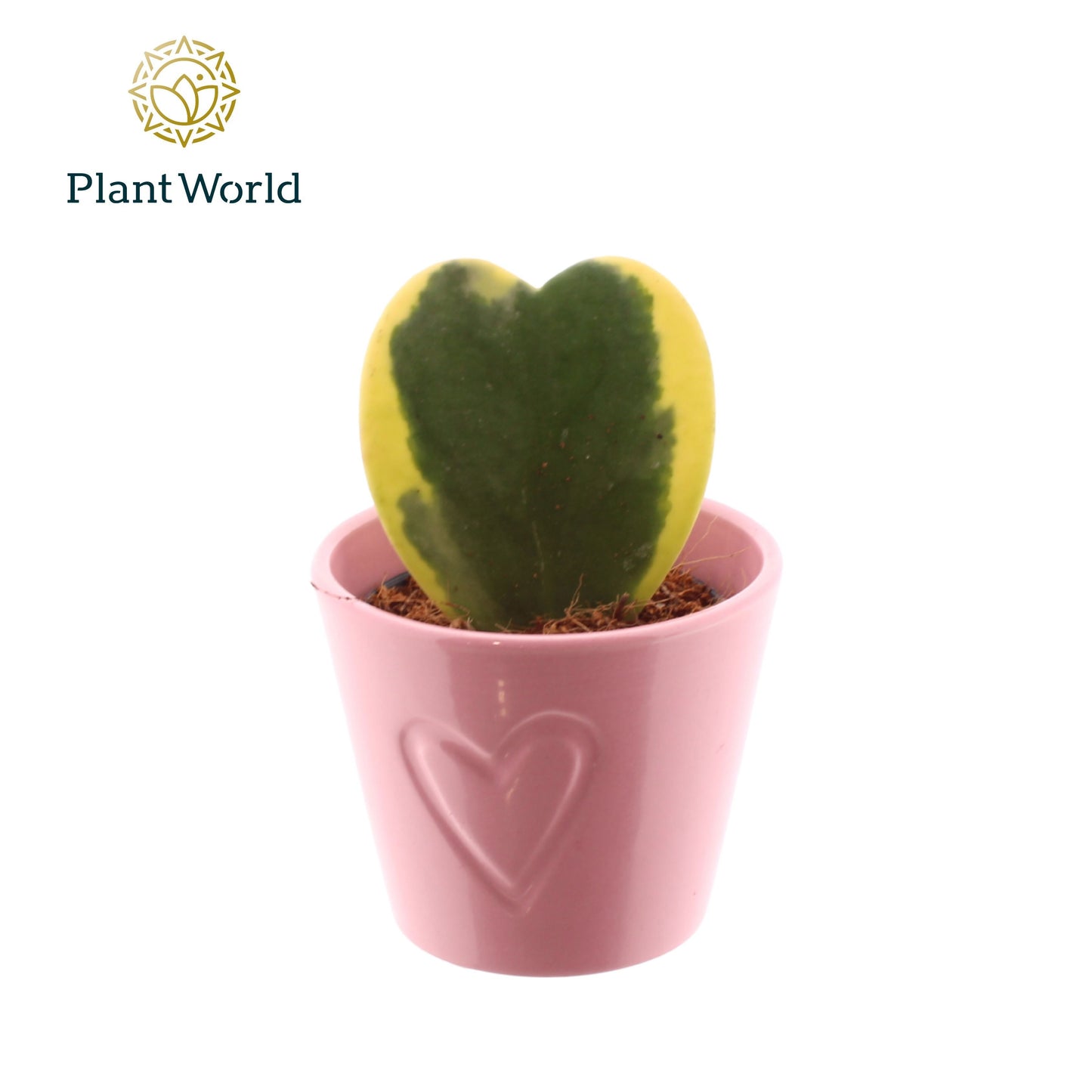 Hoya kerrii 13cm 7cm Pot