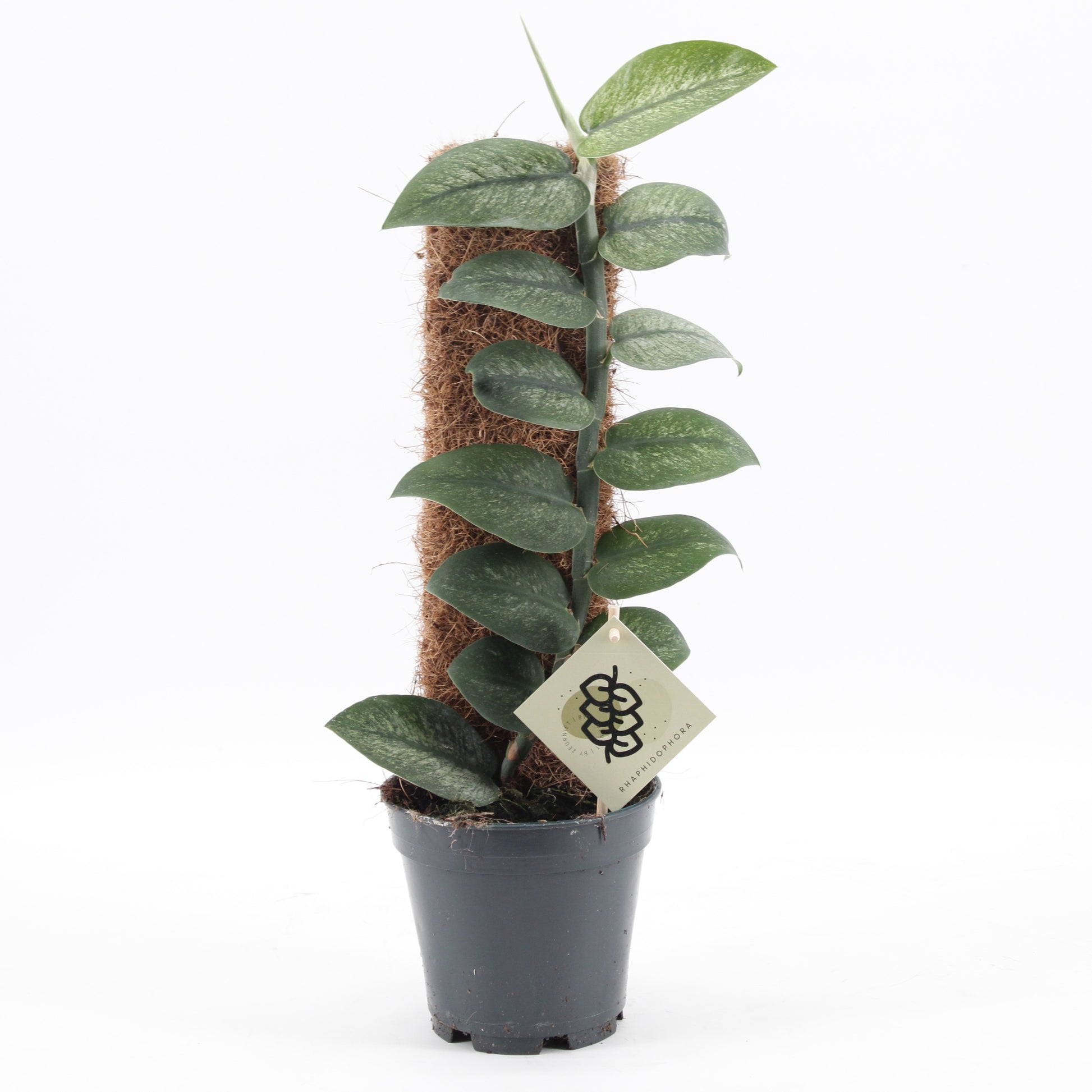 Zeur Niet, kwekerij groene planten overig Pack of 7