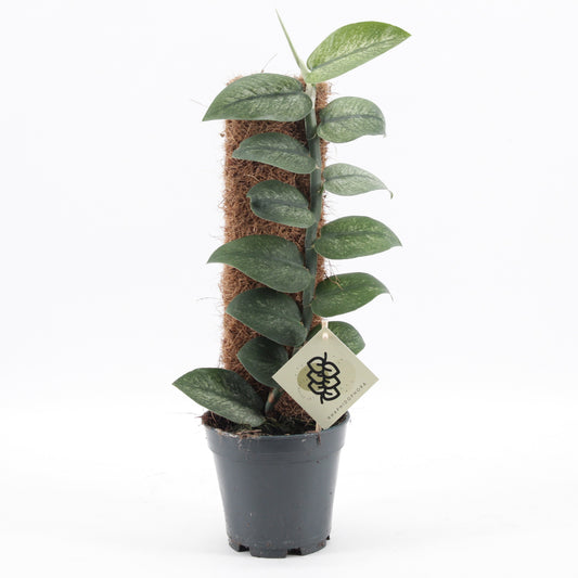 groene planten overig 46cm 14cm Pot