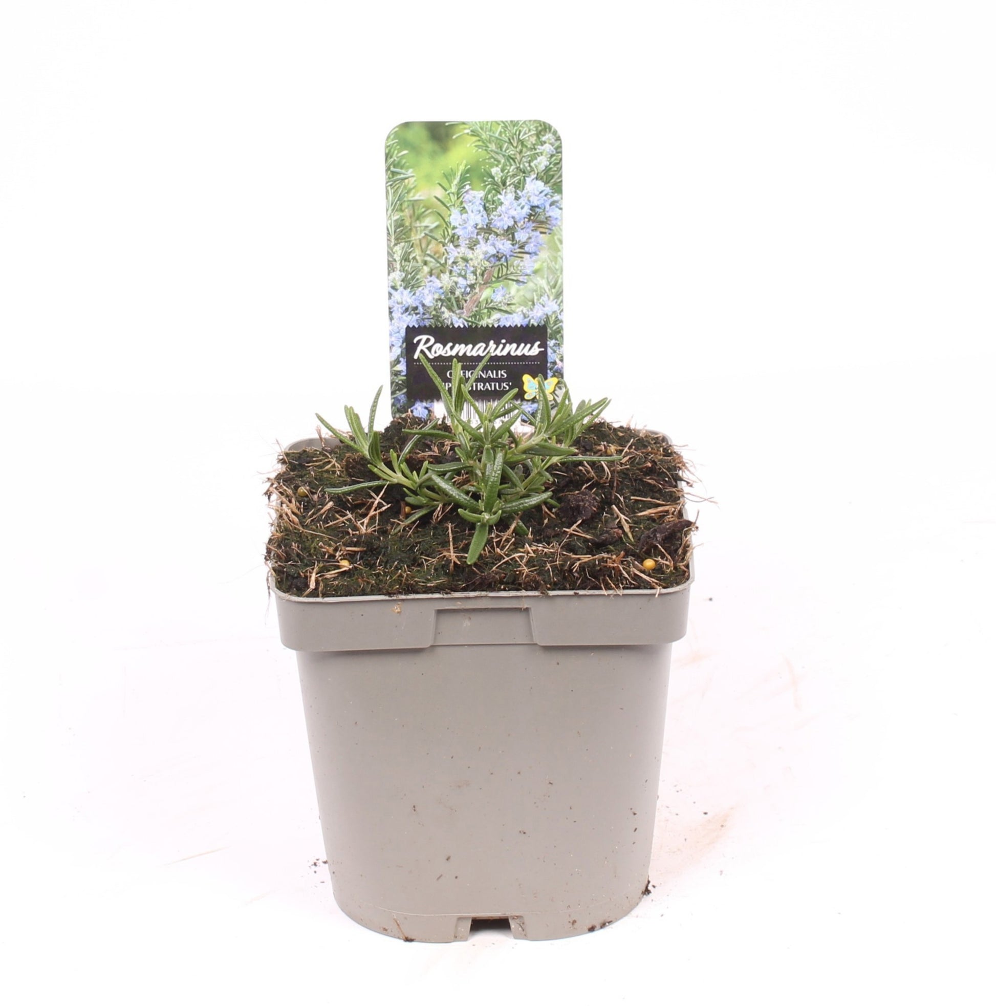 Rosmarinus officinalis Prostratus 50cm 17cm Pot