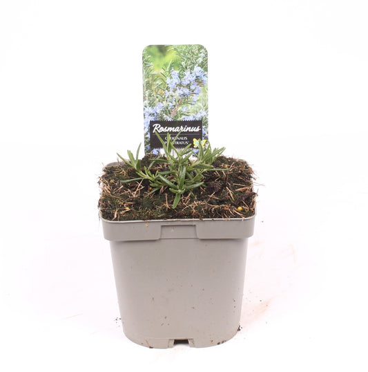 Rosmarinus officinalis Prostratus 50cm 17cm Pot