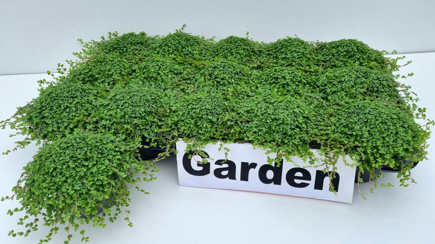 Soleirolia soleirolii 11cm 9cm Pot