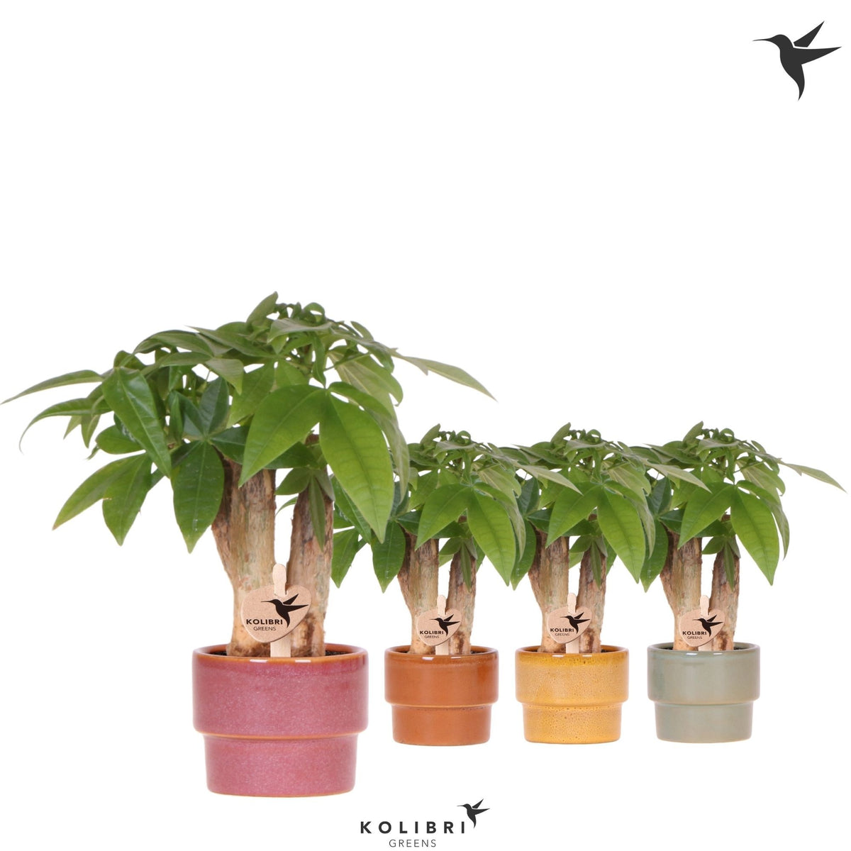 Pachira aquatica 20cm 6cm Pot