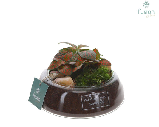 Green Bottle Christel Small met Fittonia 15cm 15cm Pot