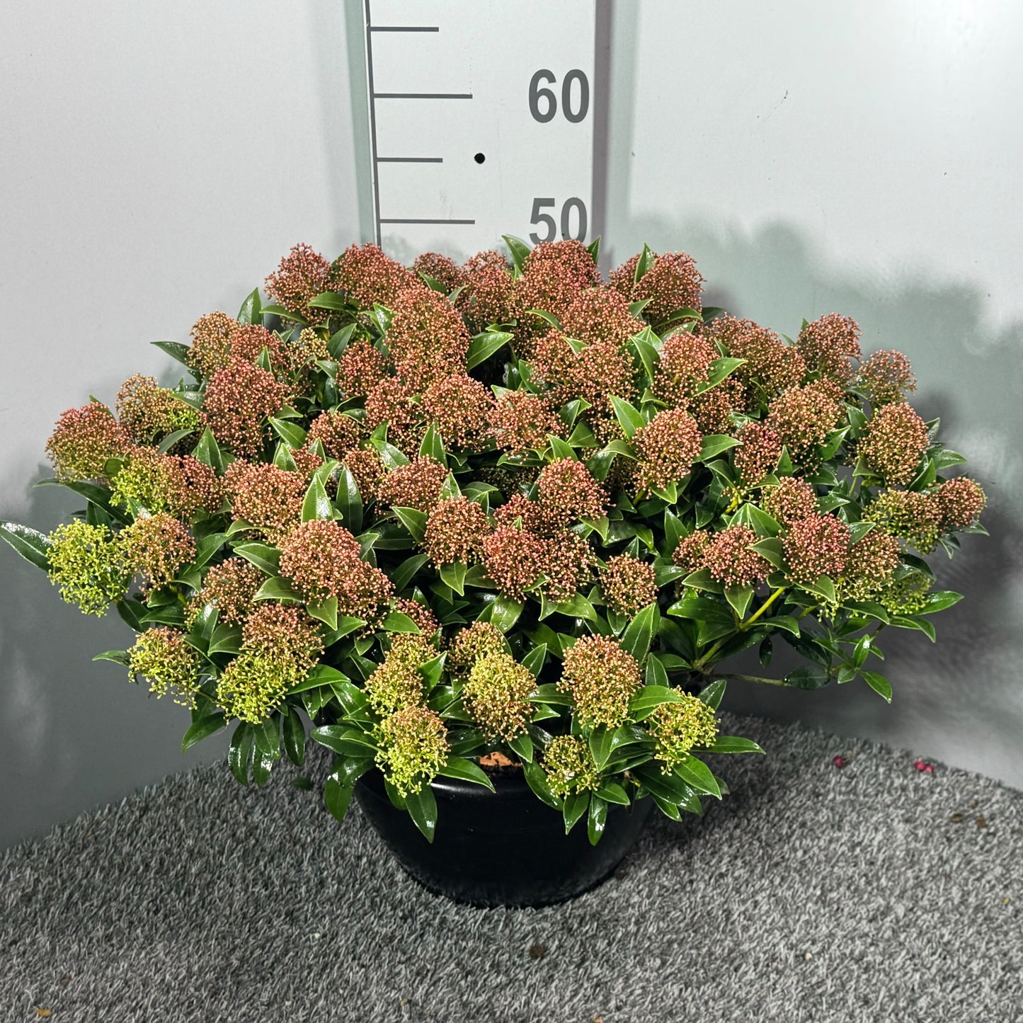Skimmia japonica Godrie's Dwarf 50cm 32cm Pot