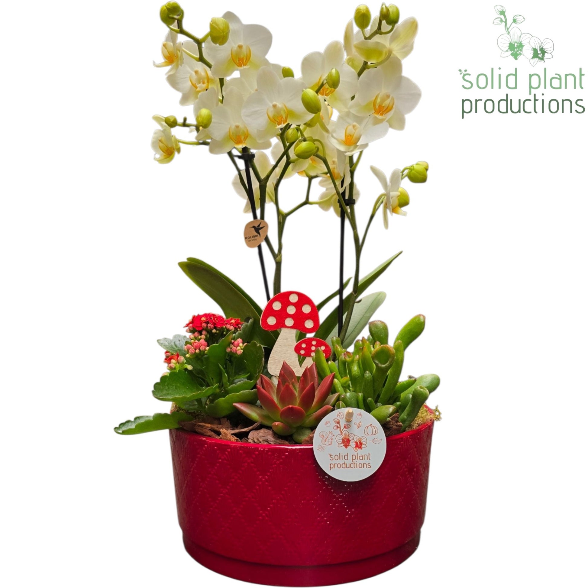 Solid Plant Productions PE004 Stella Red Echeveria Pack of 2
