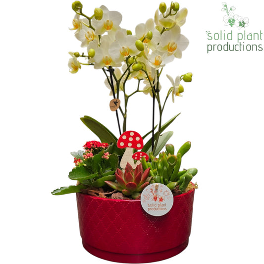 Solid Plant Productions PE004 Stella Red Echeveria Pack of 2