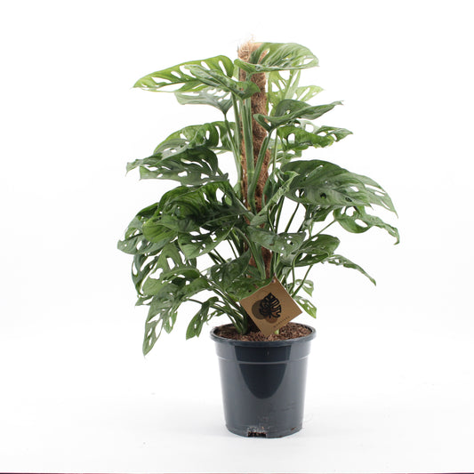 Zeur Niet, kwekerij Monstera Monkey Leaf mosspole Pack of 6