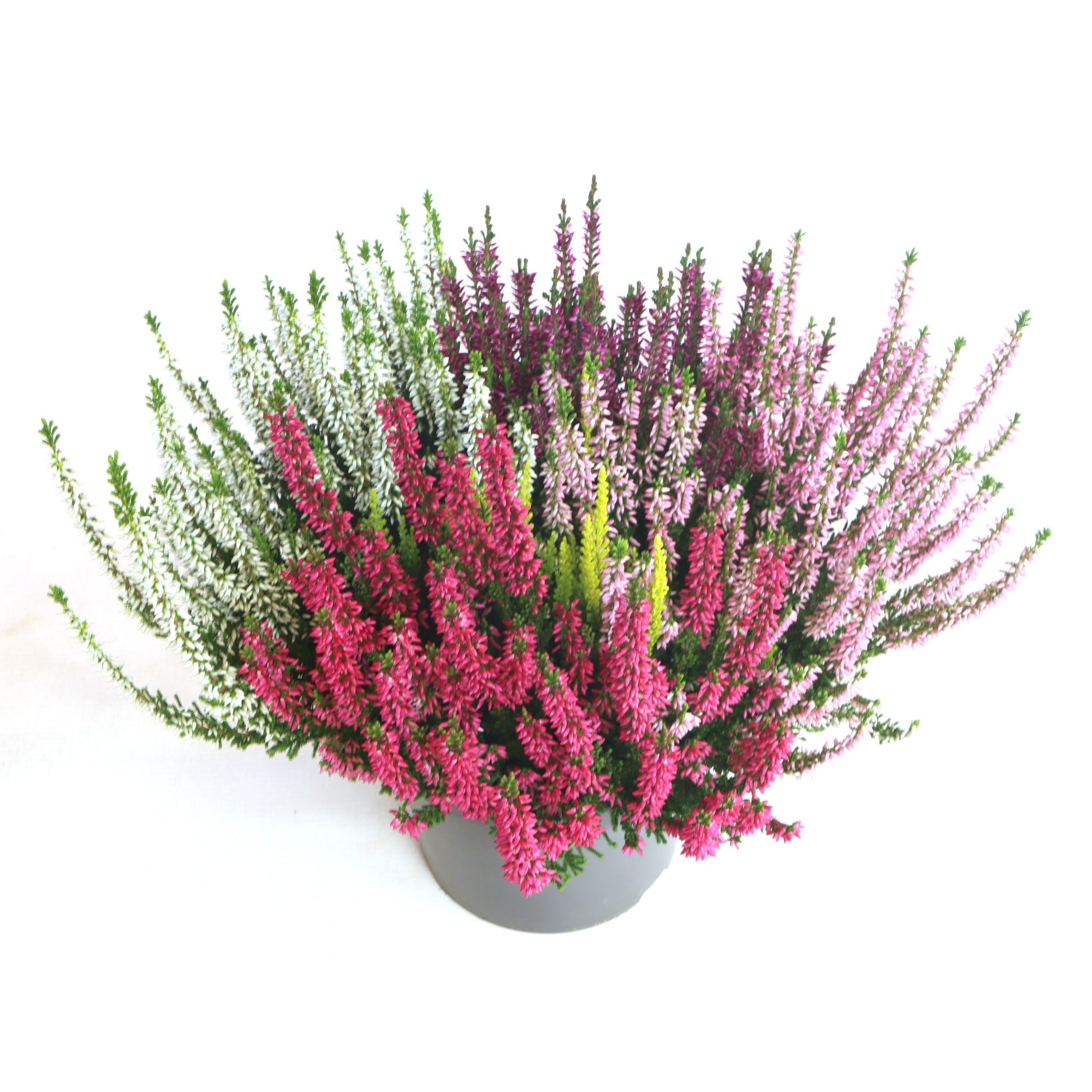 Calluna Beauty Ladies mix 30cm 17cm Pot