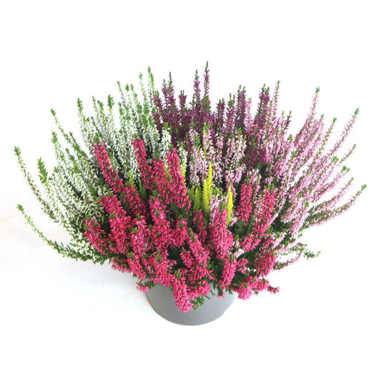 Calluna Beauty Ladies mix 30cm 17cm Pot