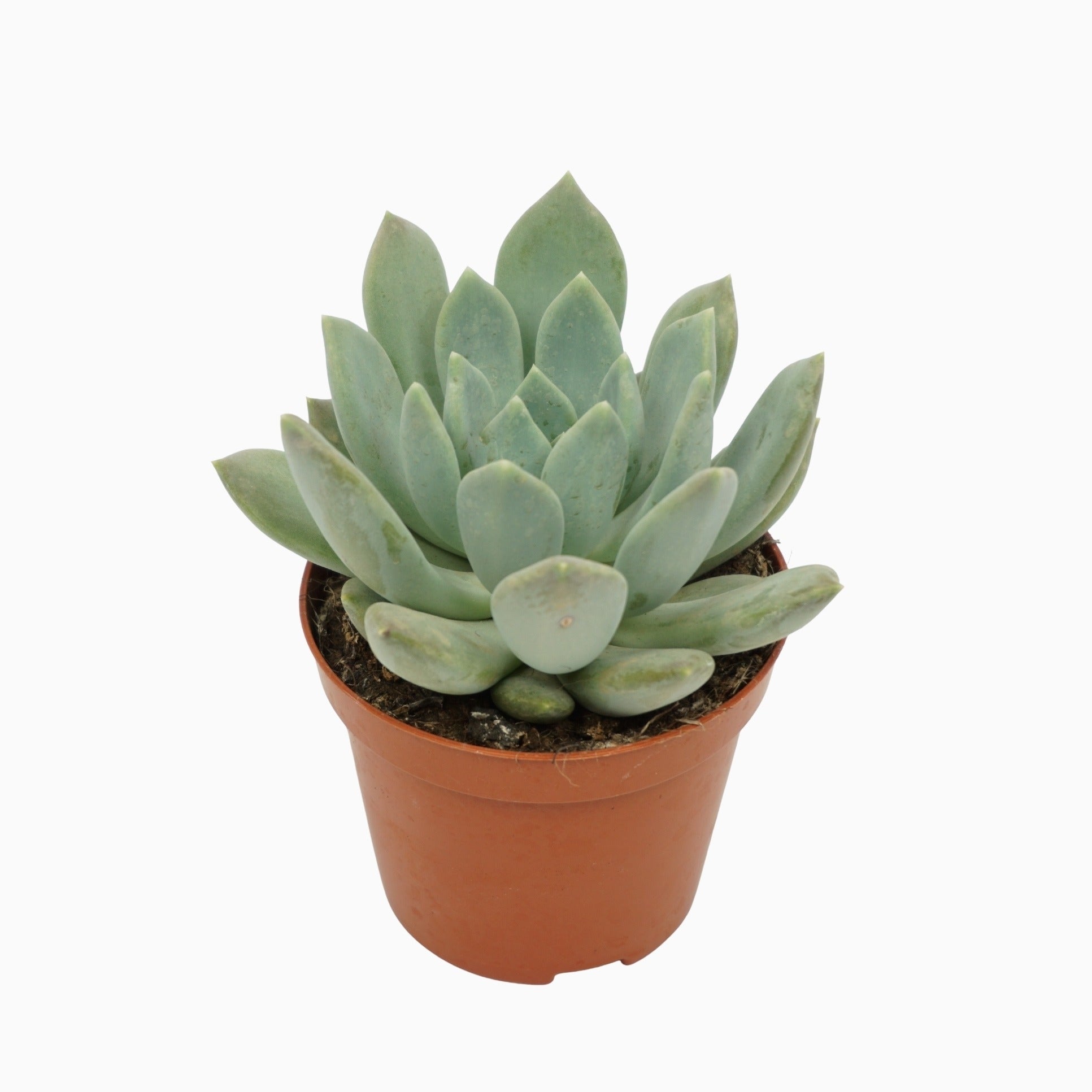 Pachyphytum Corvus 12cm Special Pot (508)
