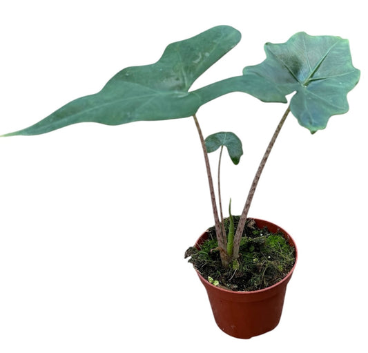 Alocasia amazonica 12cm 8cm Pot