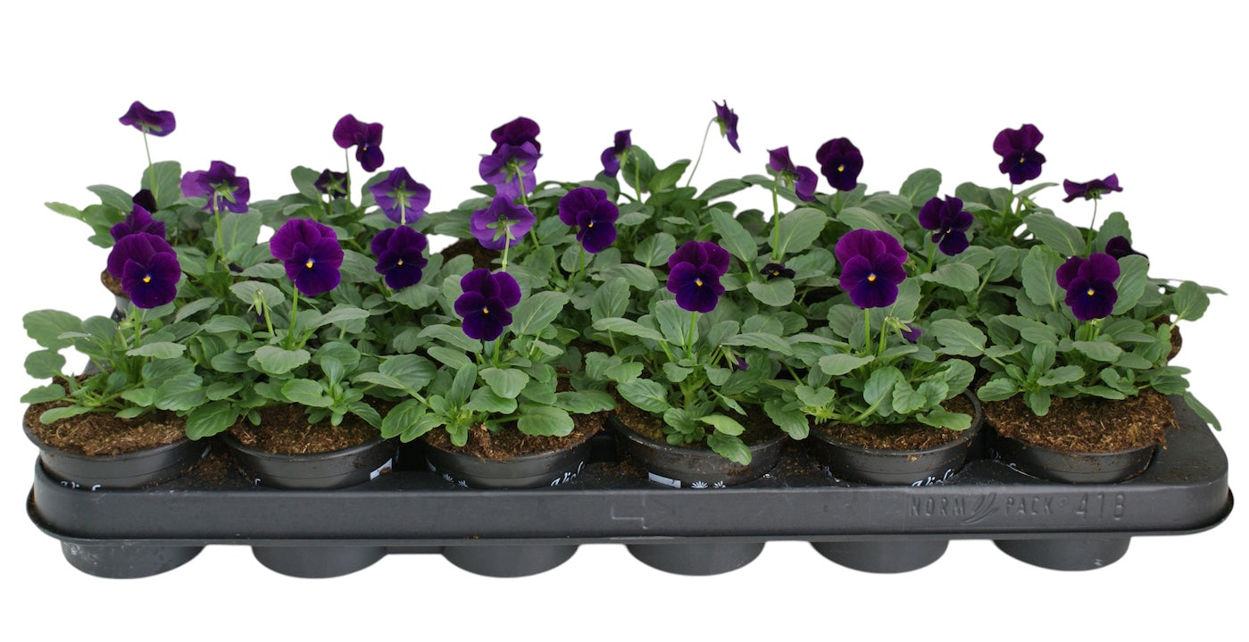 Zuidbaak Honselersdijk Viola corn. purple Pack of 18