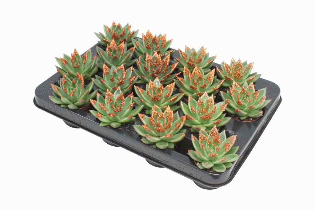 Miranda + bronze Natureglit® points 8cm 6cm Pot