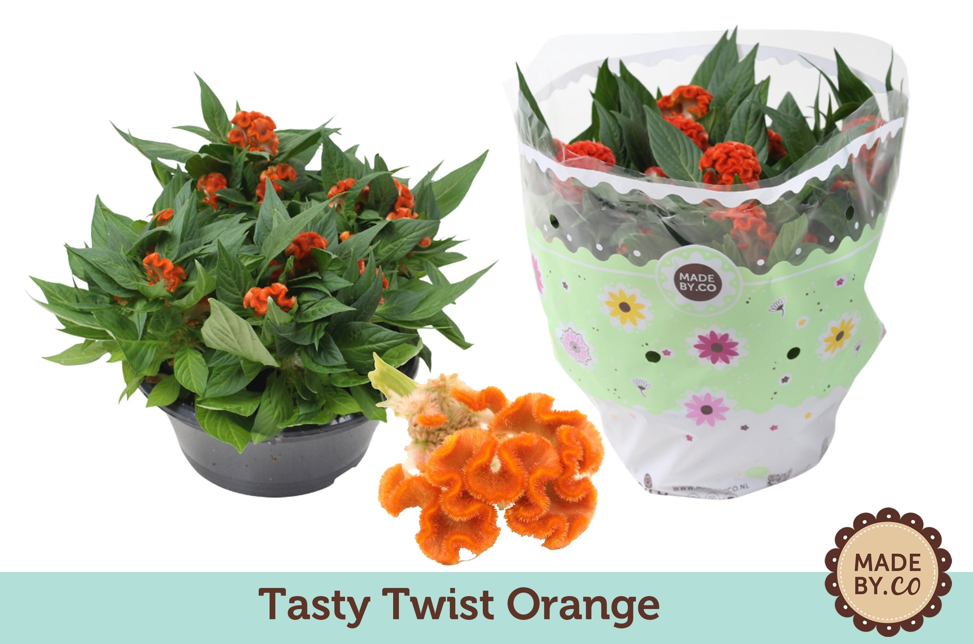 Celosia Twisted Orange 25cm 23cm Pot