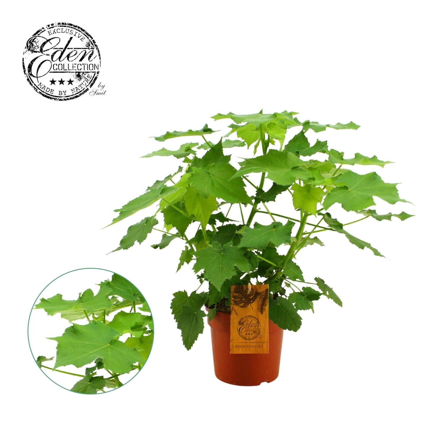 Sparmannia africana (African linden) 50cm 17cm Pot