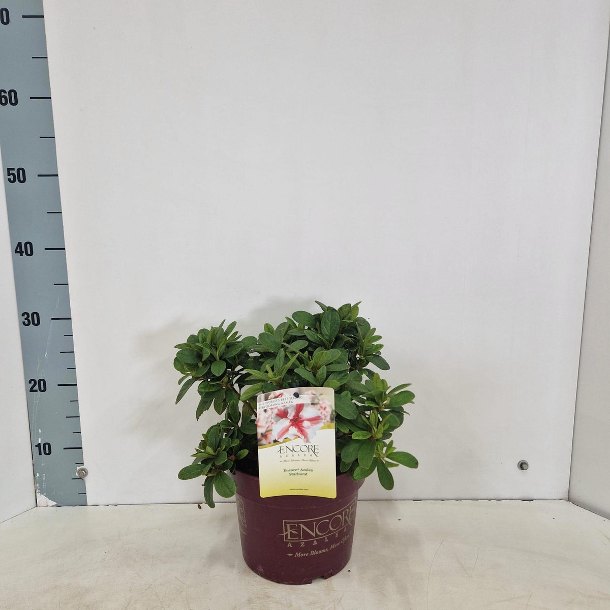 Rhododendron Encore Autumn Starburst 35cm 19cm Pot