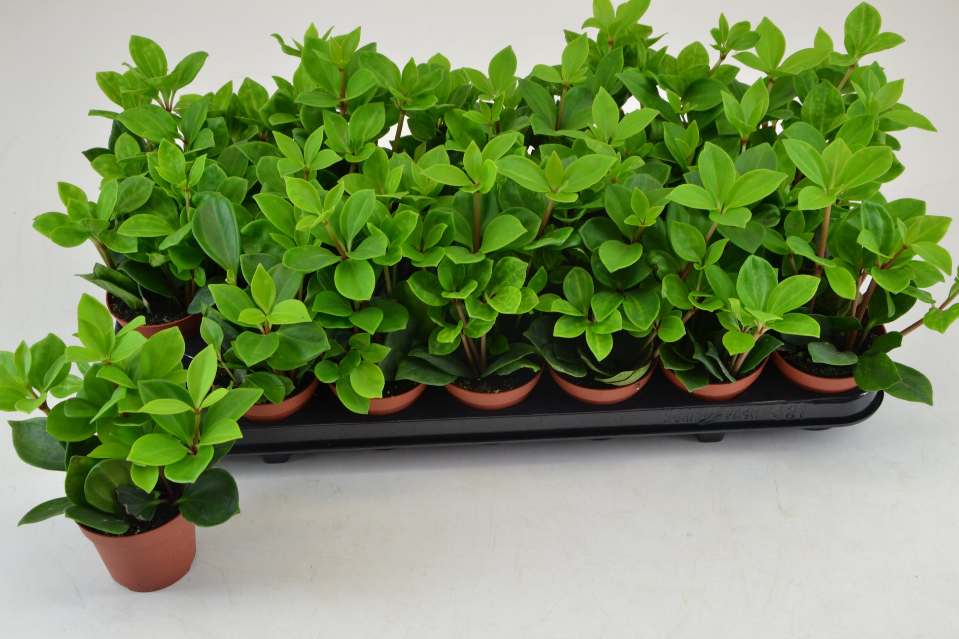 Schoenmakers Verkoop BV Peperomia pereskiifolia Pack of 21