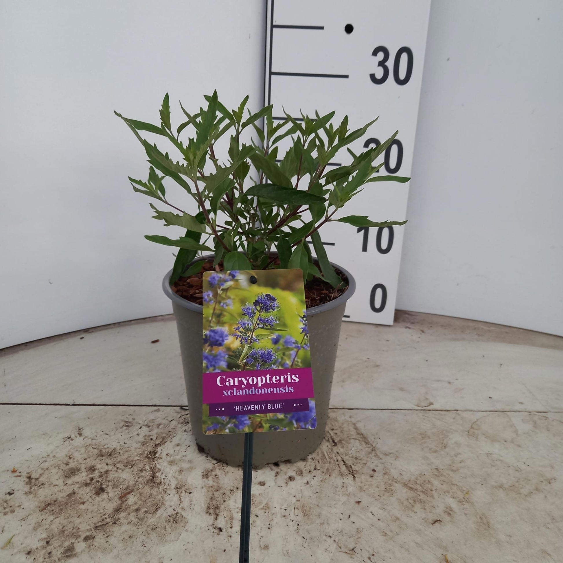 Caryopteris cla. Heavenly Blue 25cm 17cm Pot