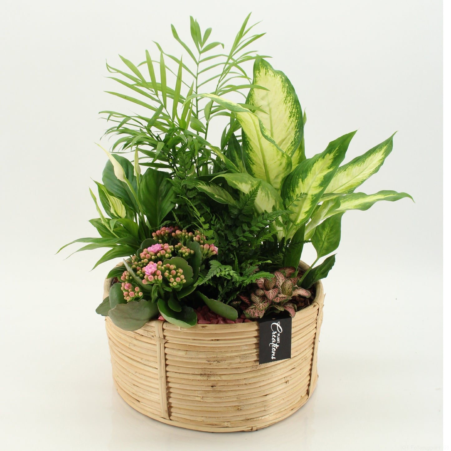 Indoor flowering arrangement 45cm 27cm Pot