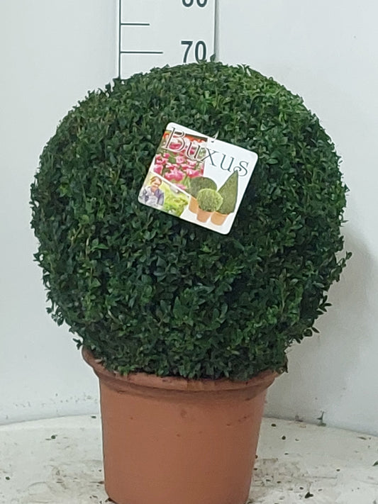 Buxus sempervirens ball 70cm 35cm Pot
