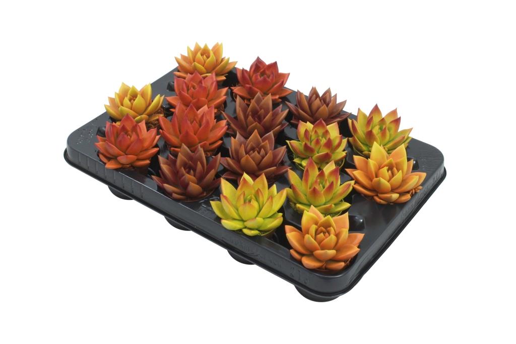 Echeveria colored autumn mix 8cm 6cm Pot