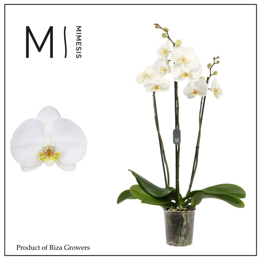 phalaenopsis-white-70cm-12cm-pot-tog13182