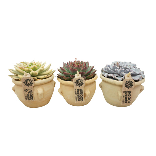 Echeveria mix 18cm 10.5cm Pot