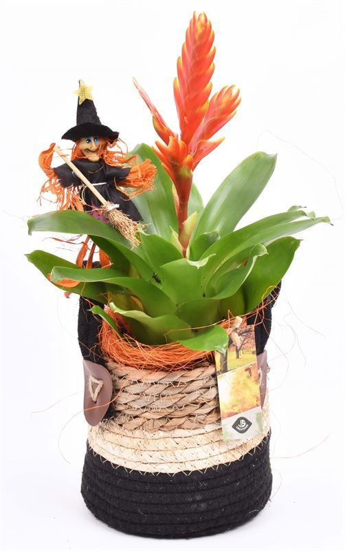 Indoor arrangement 14cm Pot