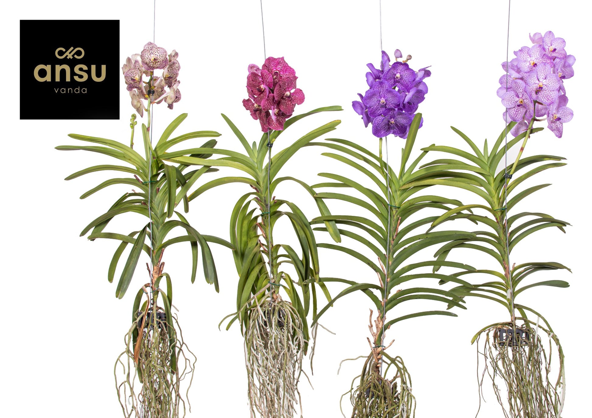 Vanda hybrid 70cm 19cm Pot