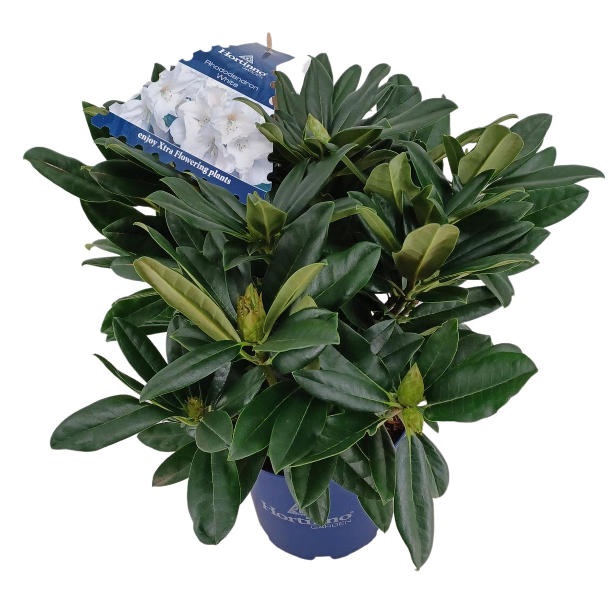Rhododendron hippophaeoides 65cm 23cm Pot