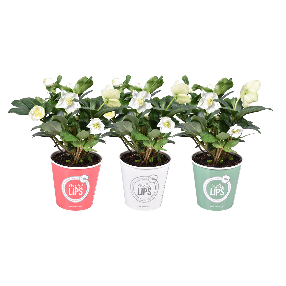 Helleborus niger Christmas Carol 25cm 12cm Pot