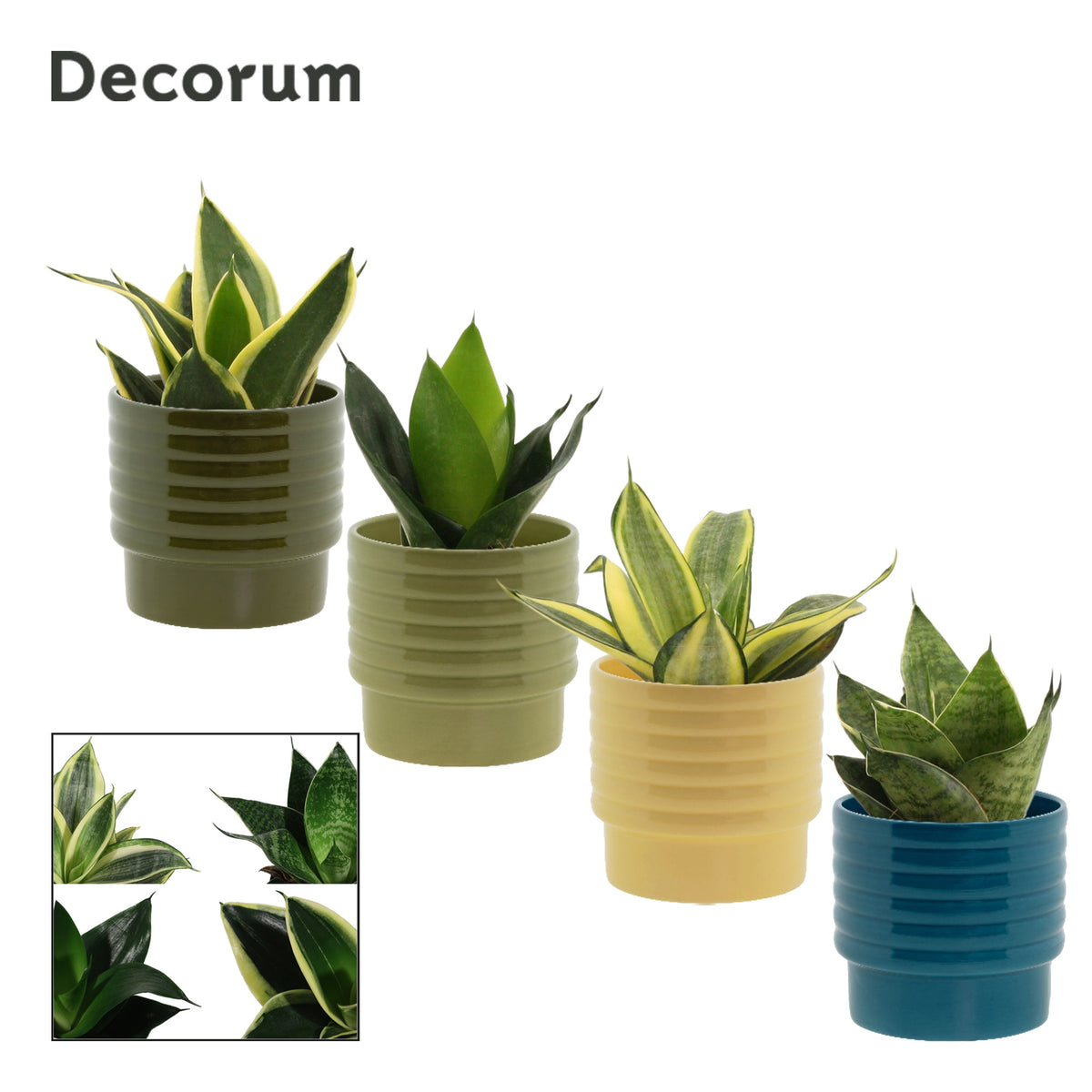 Sansevieria Hahnii 16cm 9cm Pot