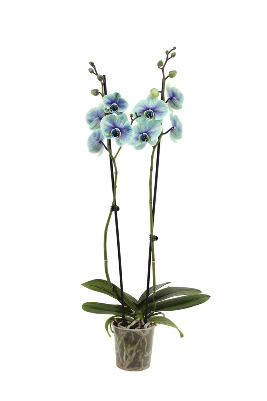 Phalaenopsis Royal Northern Light 55cm 12cm Pot