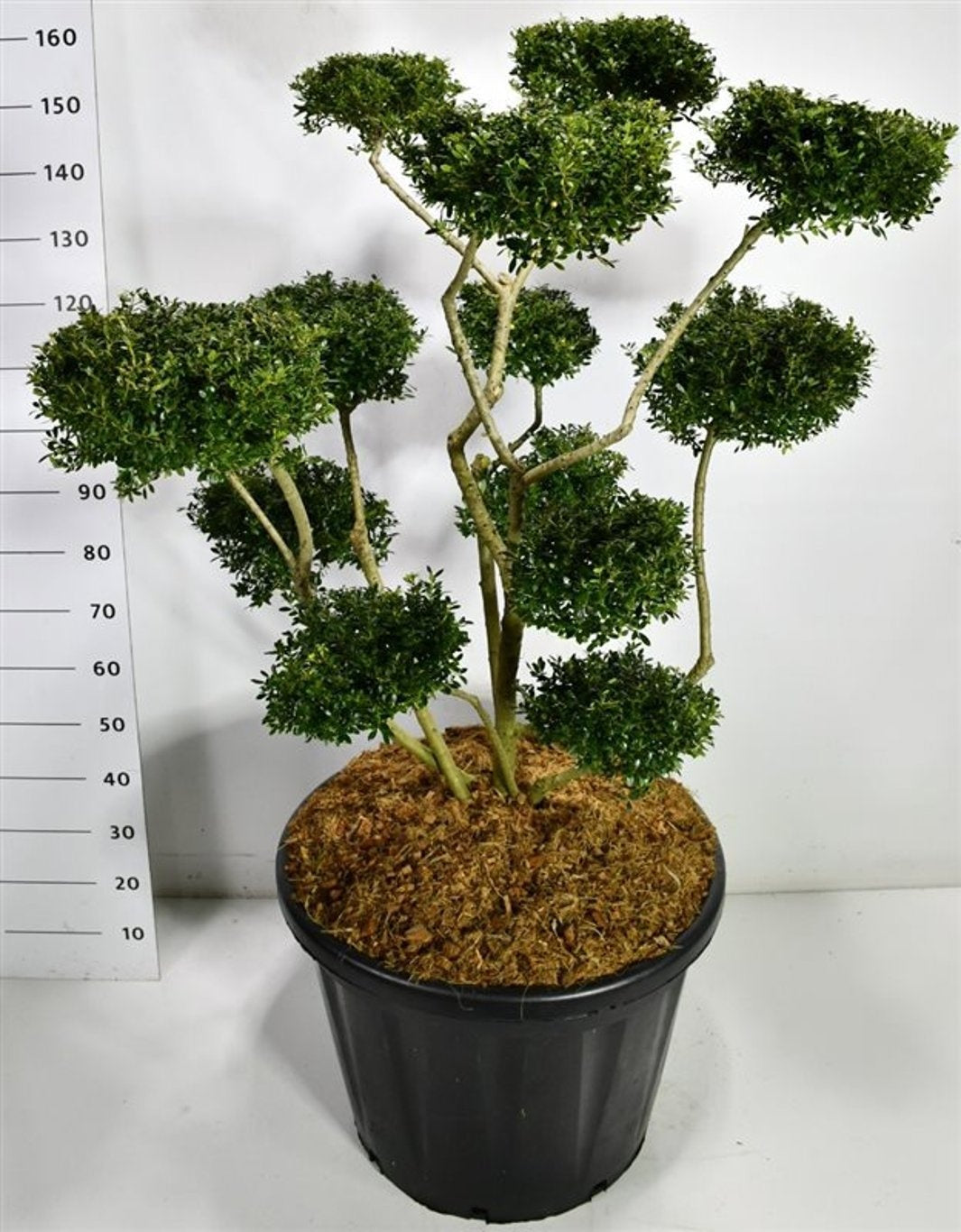 Ilex crenata 180cm 60cm Pot