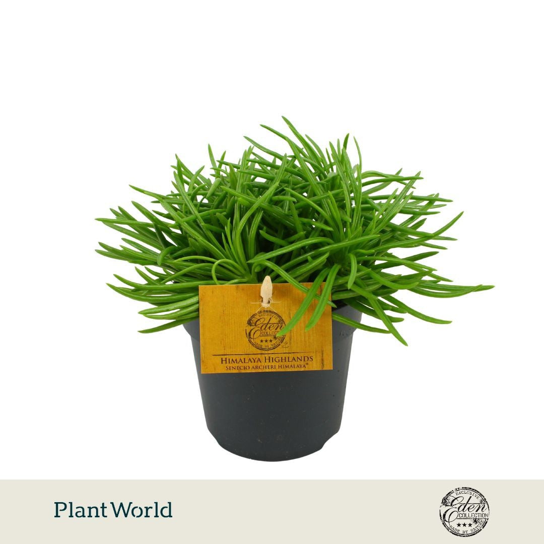 Plantworld Smit Kwekerij Senecio Himalaya Pack of 6
