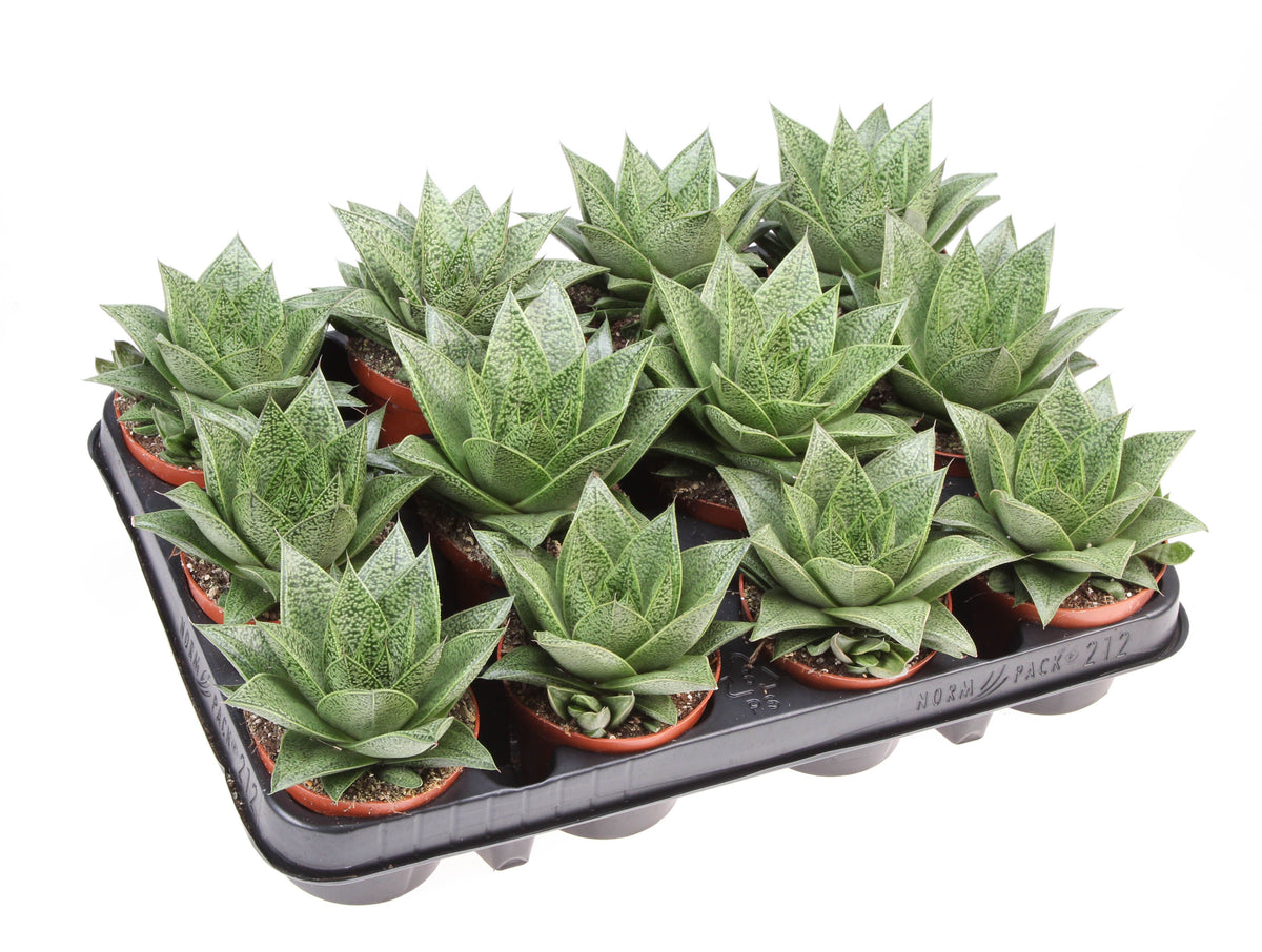 Gasteria D Tiga 12cm 8.5cm Pot