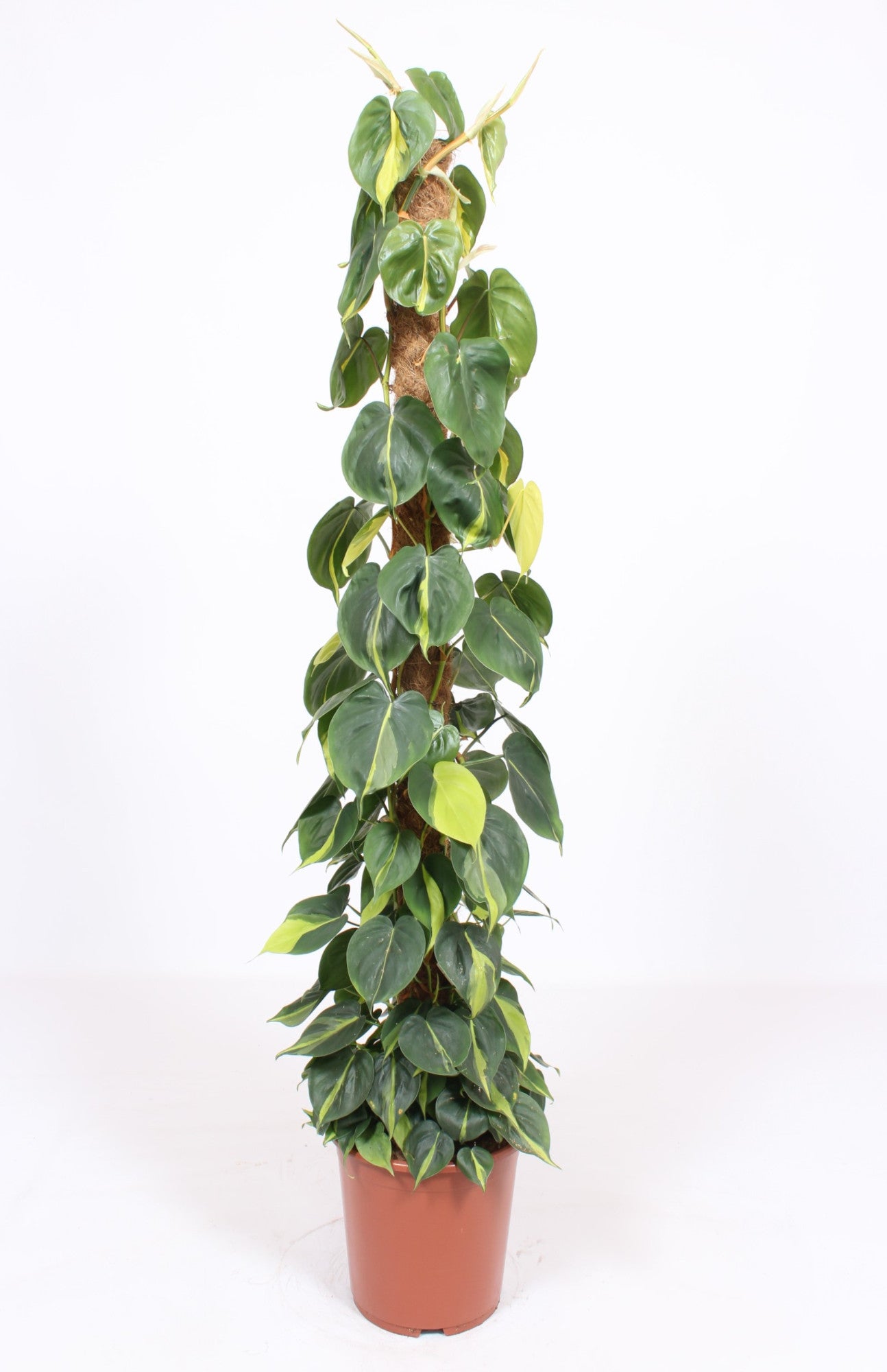 Philodendron Brasil 150cm 27cm Pot