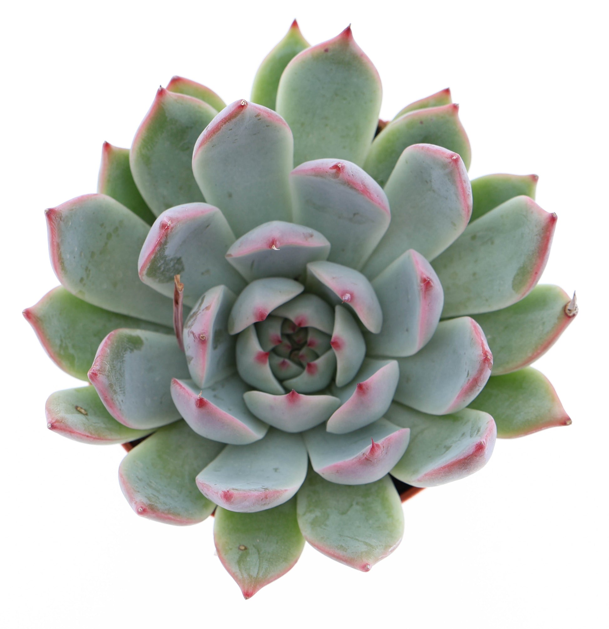 Echeveria Chihuahuaensis 10cm Special Pot (508)