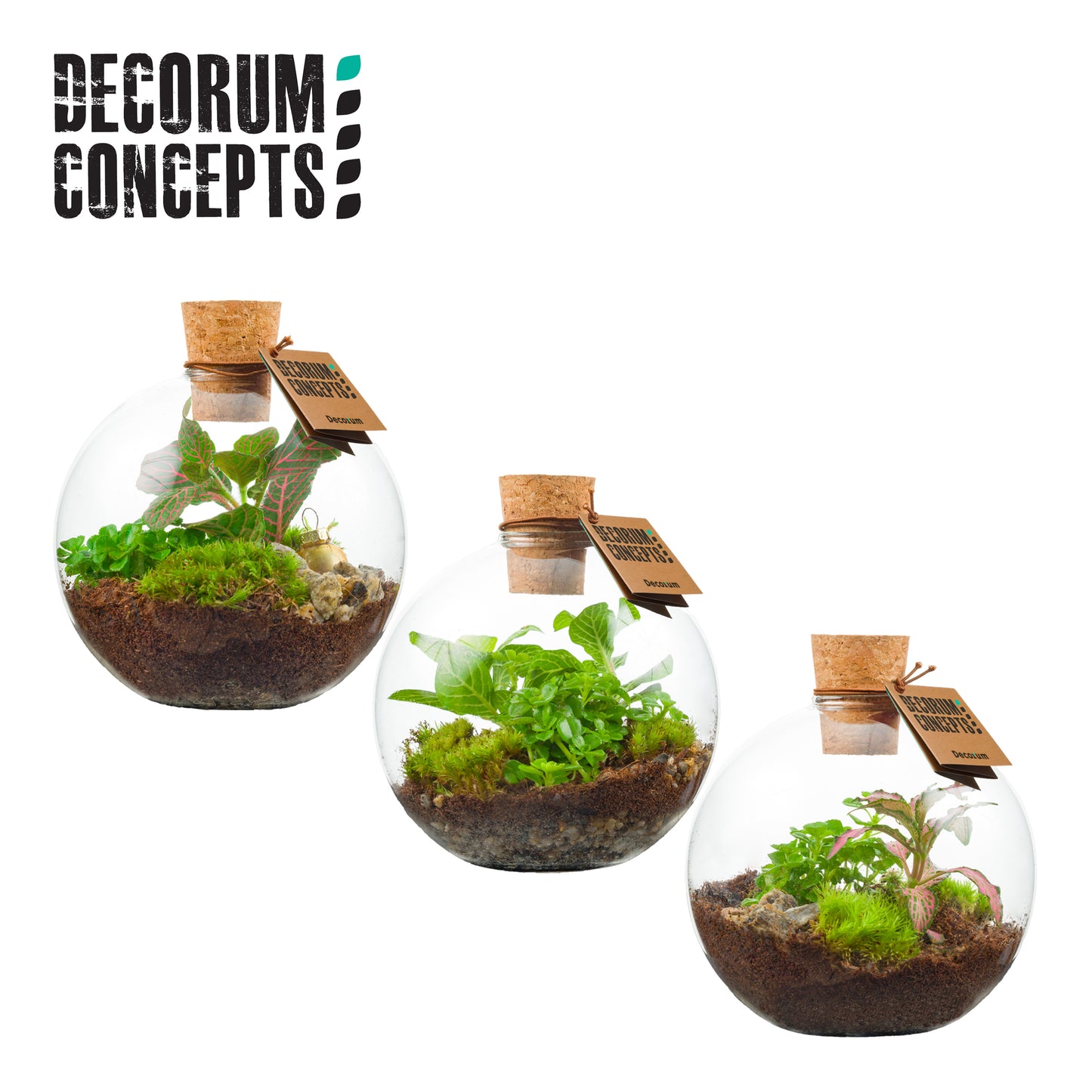 Glass Terrarium 12.5cm Pot