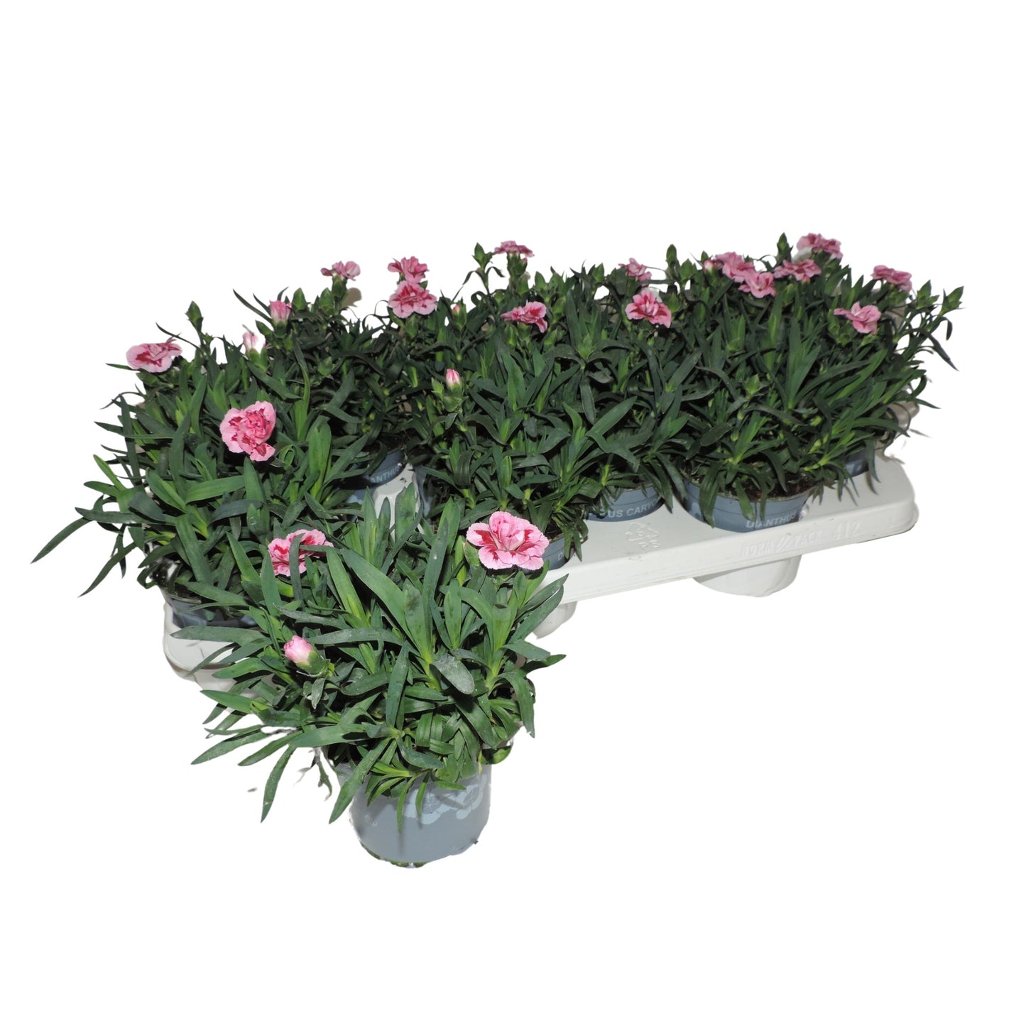 Dianthus Oscar Pink and Purple 20cm 510cm Pot
