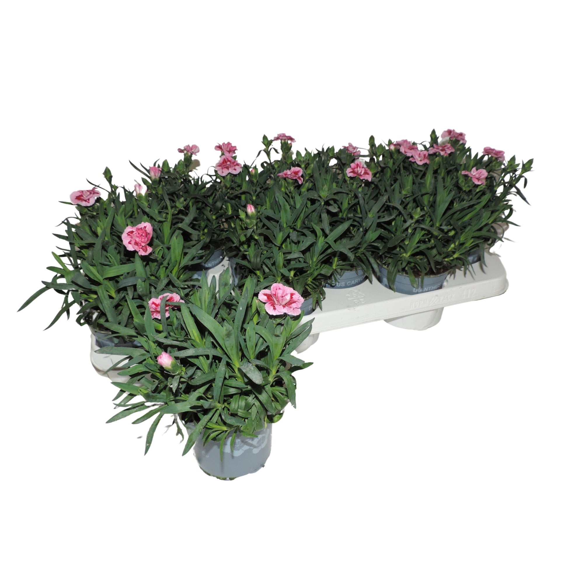 Dianthus Oscar Pink and Purple 20cm 510cm Pot